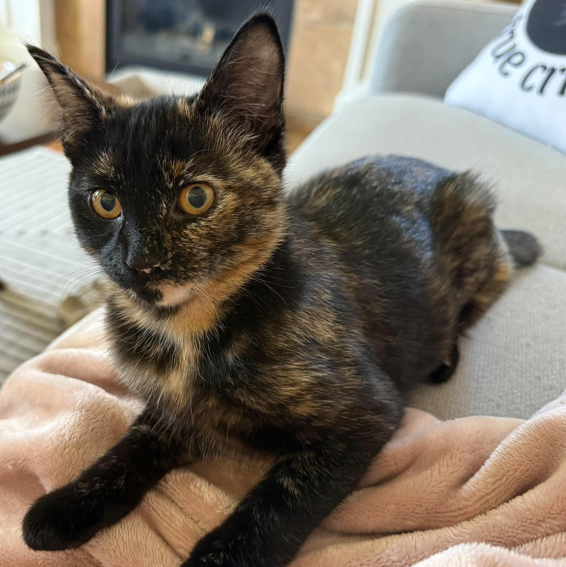 Enlarge OCEAN, a Adoptable Domestic Short Hair in Campbell River, BC image 5/6