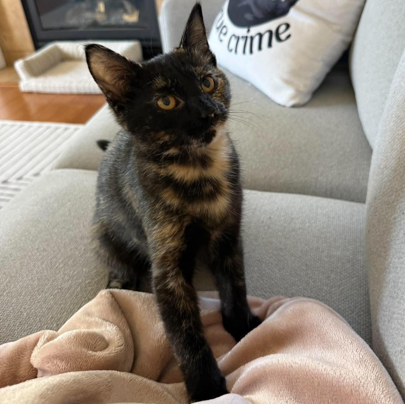 Enlarge OCEAN, a Adoptable Domestic Short Hair in Campbell River, BC image 3/6