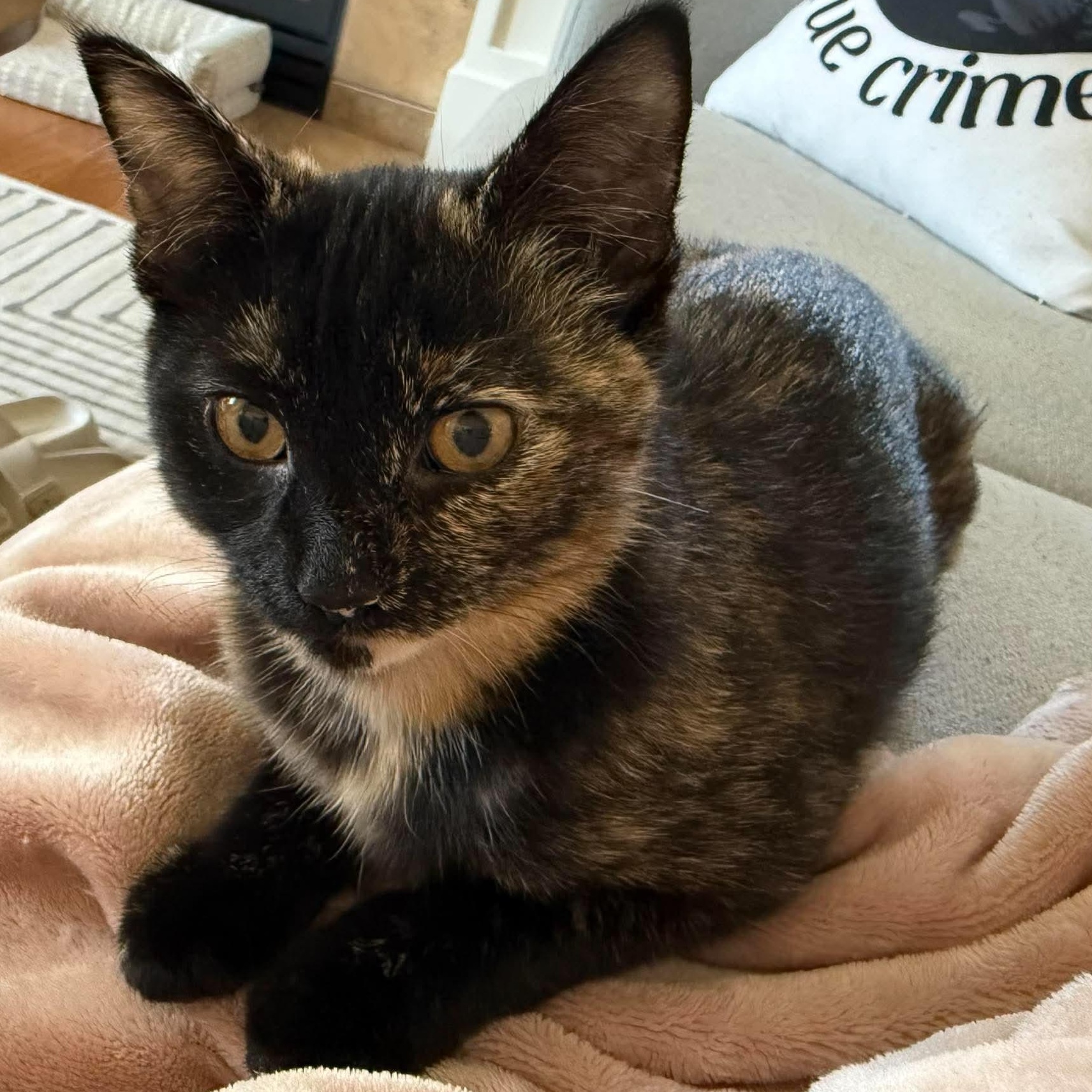 Enlarge OCEAN, a Adoptable Domestic Short Hair in Campbell River, BC image 4/6
