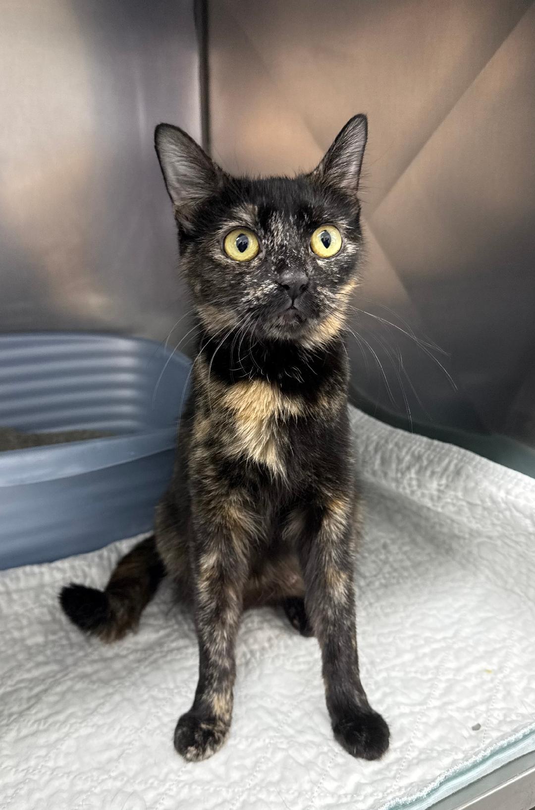 Cardinal, ADOPTABLE, Adult Female Domestic Short Hair.