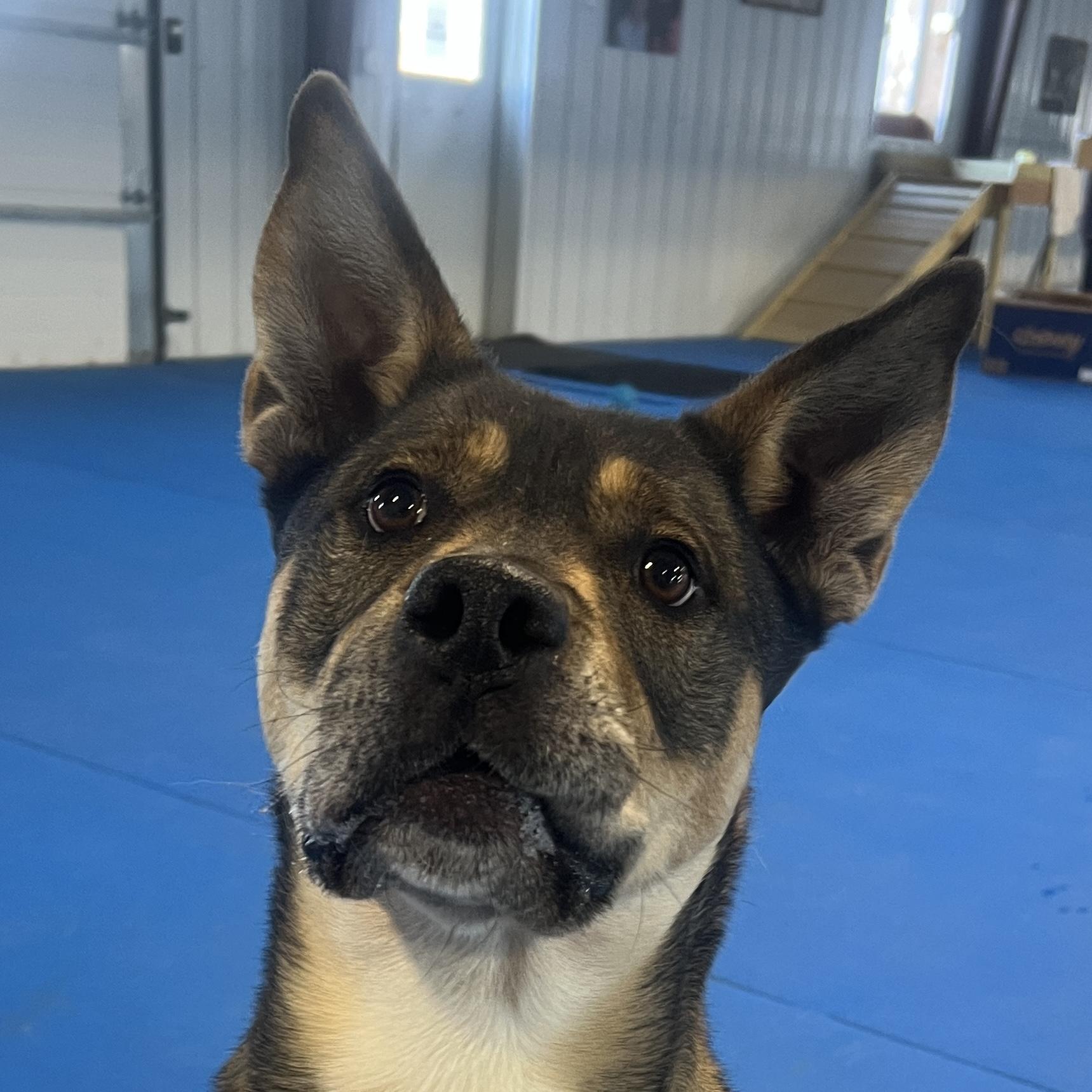 Pistol, Young Male German Shepherd Dog