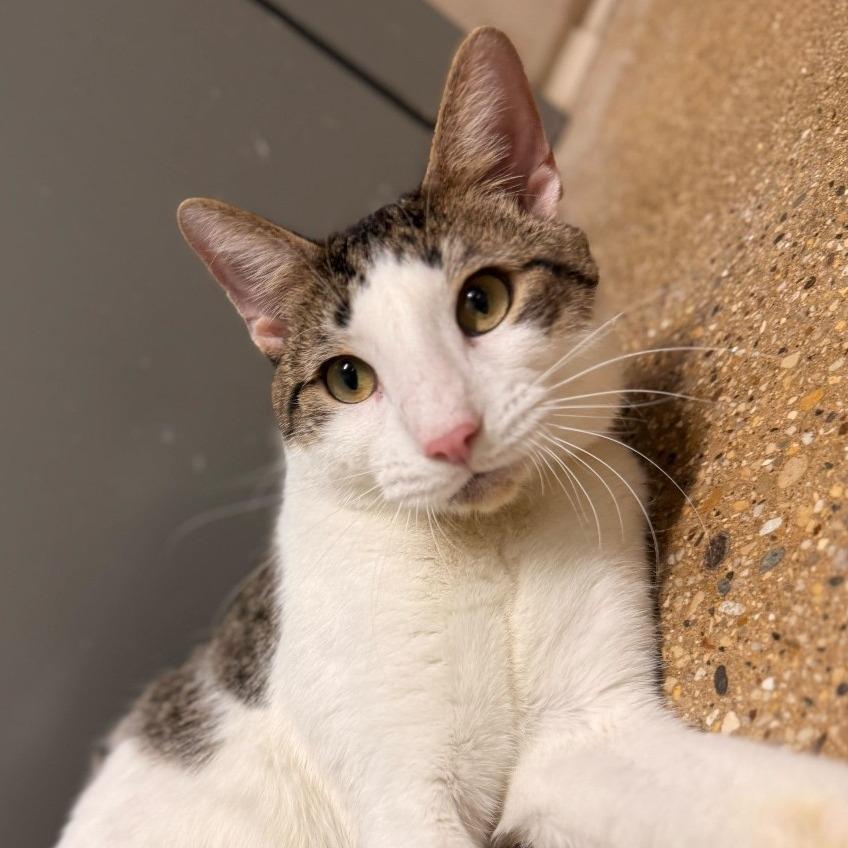 Trevor, Adoptable, Young Male Domestic Short Hair.