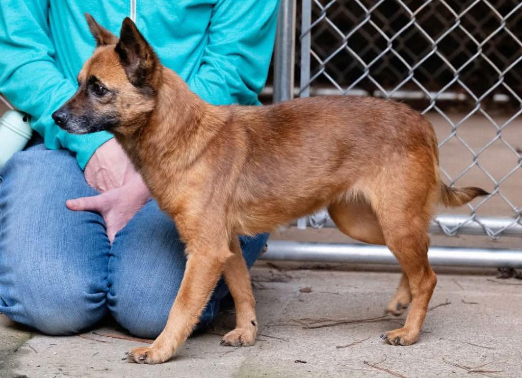 Enlarge Teena, a Adoptable Terrier in Ellijay, GA image 1/3