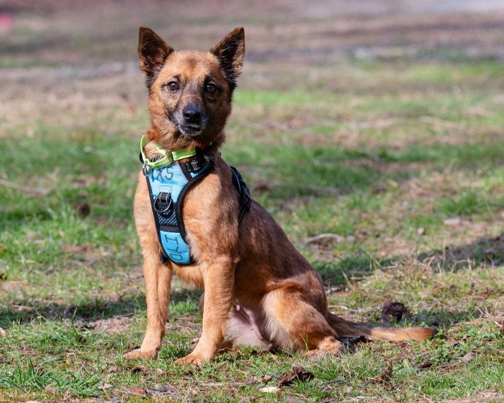 Enlarge Teena, a Adoptable Terrier in Ellijay, GA image 2/3