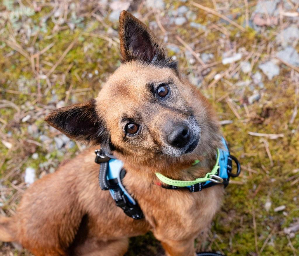 Enlarge Teena, a Adoptable Terrier in Ellijay, GA image 3/3