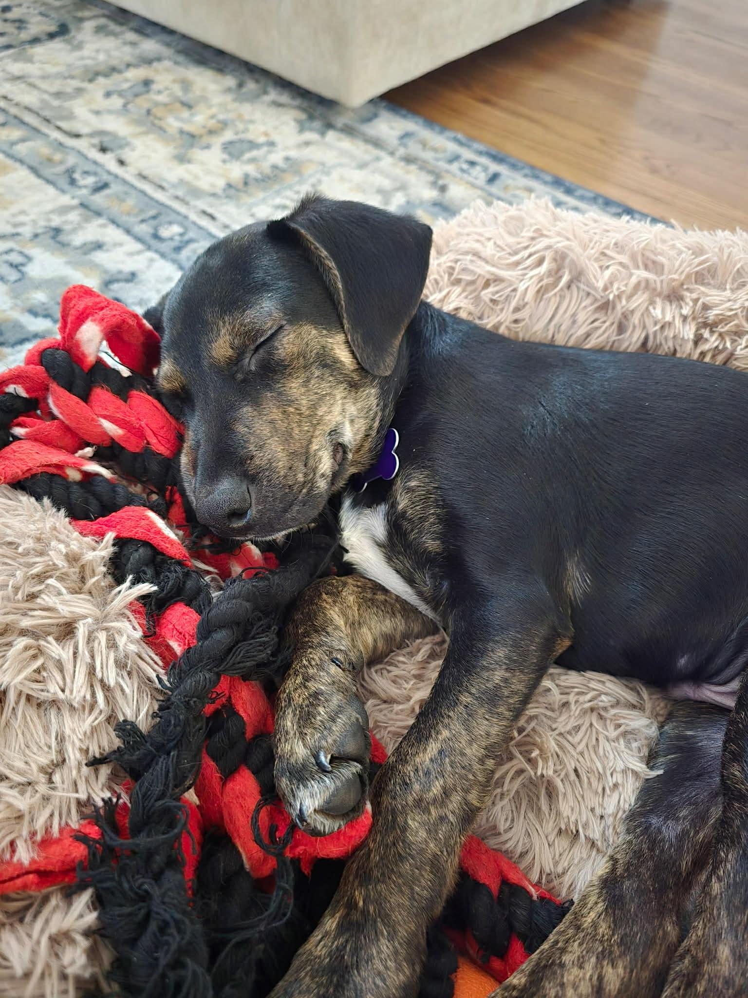 Dharma, Adoptable, Puppy Male Australian Shepherd & Shepherd.