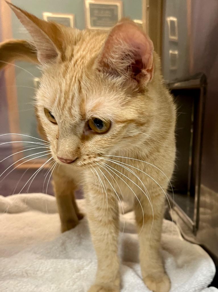 Enlarge Jade, a Adoptable mixed breed in Little Rock, AR image 1/2