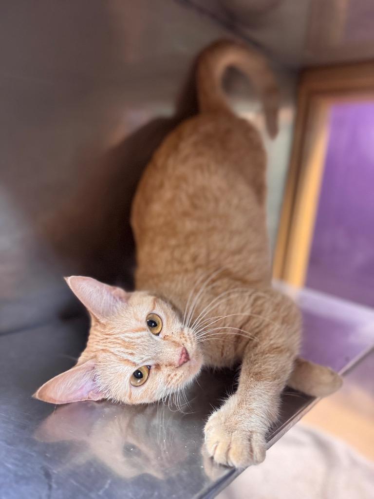 Enlarge Jade, a Adoptable mixed breed in Little Rock, AR image 2/2