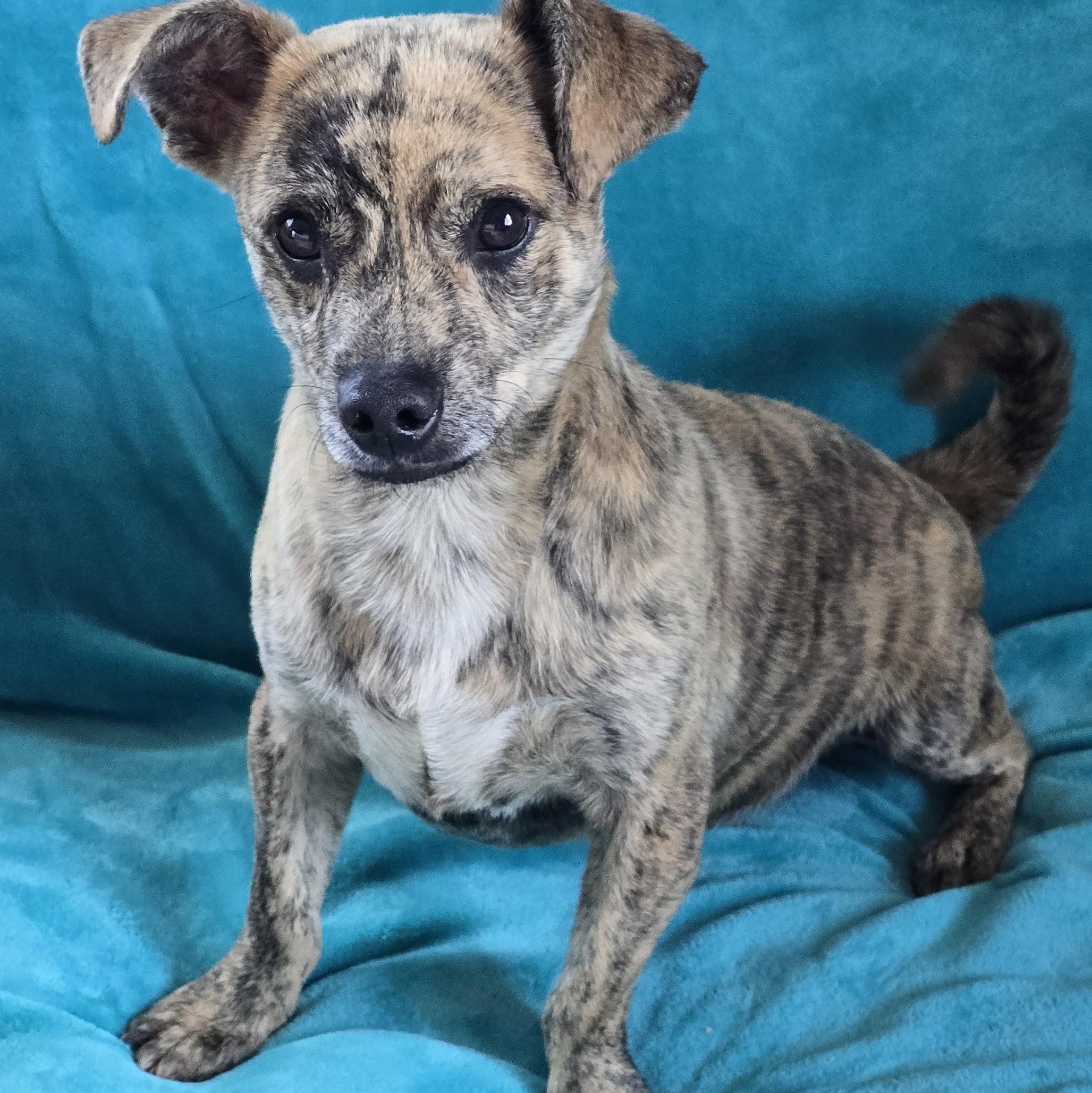 Budrow, an adopted Dachshund Mix in Dandridge, TN_image-1