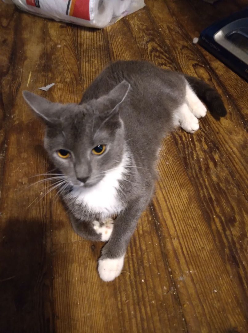 Lorilei - RICHMOND, IN, Young Female Tuxedo