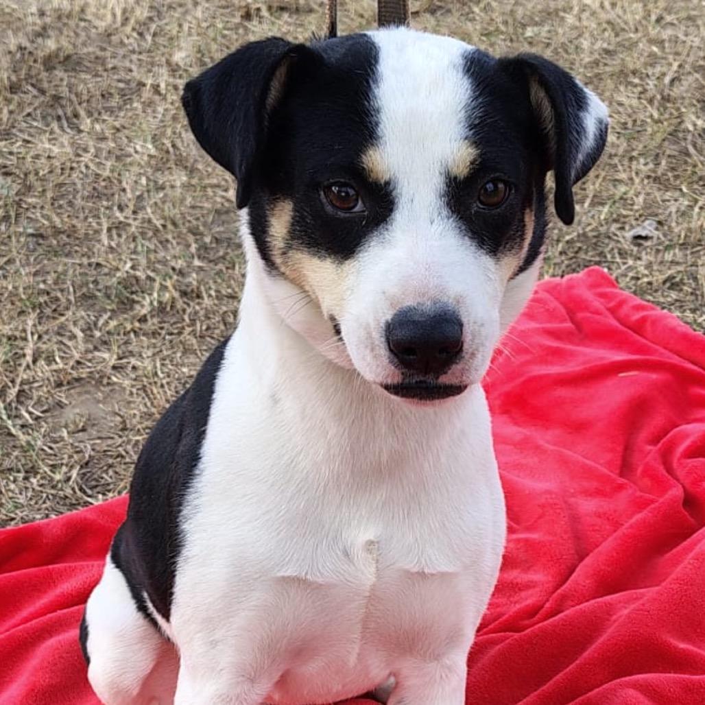 Enlarge Kayla, a Adoptable Mixed Breed in West Islip, NY image 1/6