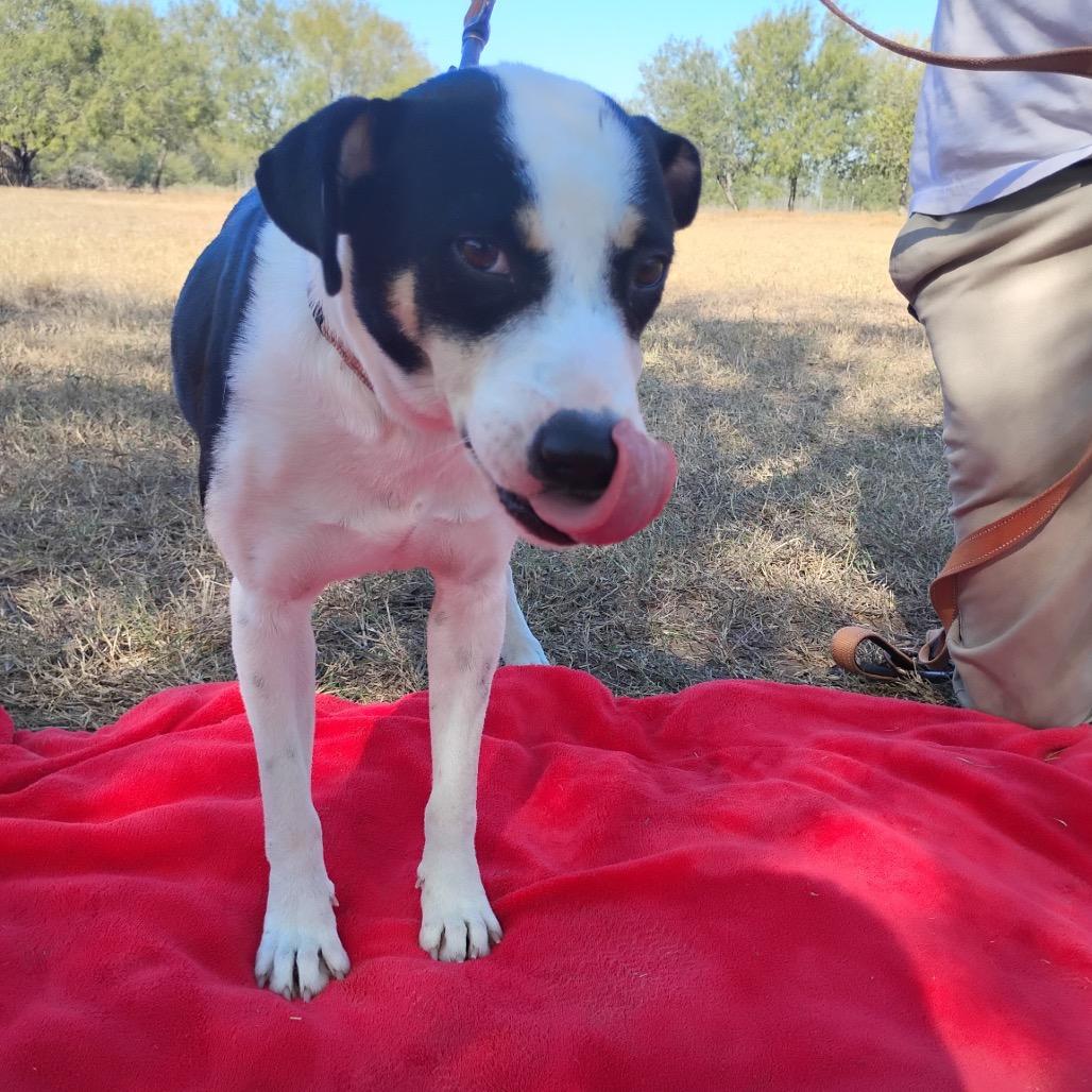 Enlarge Kayla, a Adoptable Mixed Breed in Oceanside, NY image 2/6