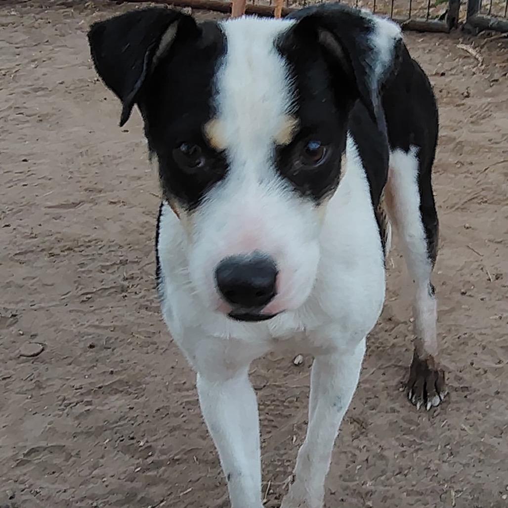 Enlarge Kayla, a Adoptable Mixed Breed in West Islip, NY image 2/6