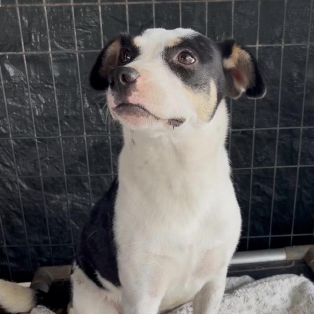 Enlarge Kayla, a Adoptable Mixed Breed in Oceanside, NY image 3/6