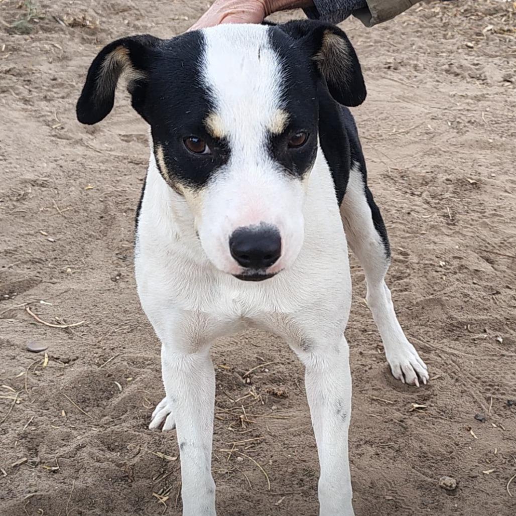 Kayla, Adoptable, Young Female Mixed Breed.