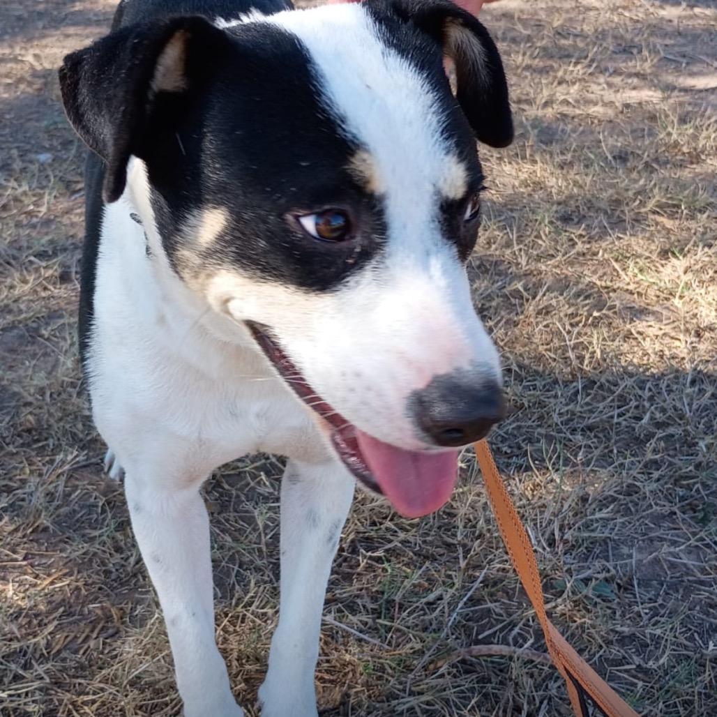 Enlarge Kayla, a Adoptable Mixed Breed in Oceanside, NY image 4/6