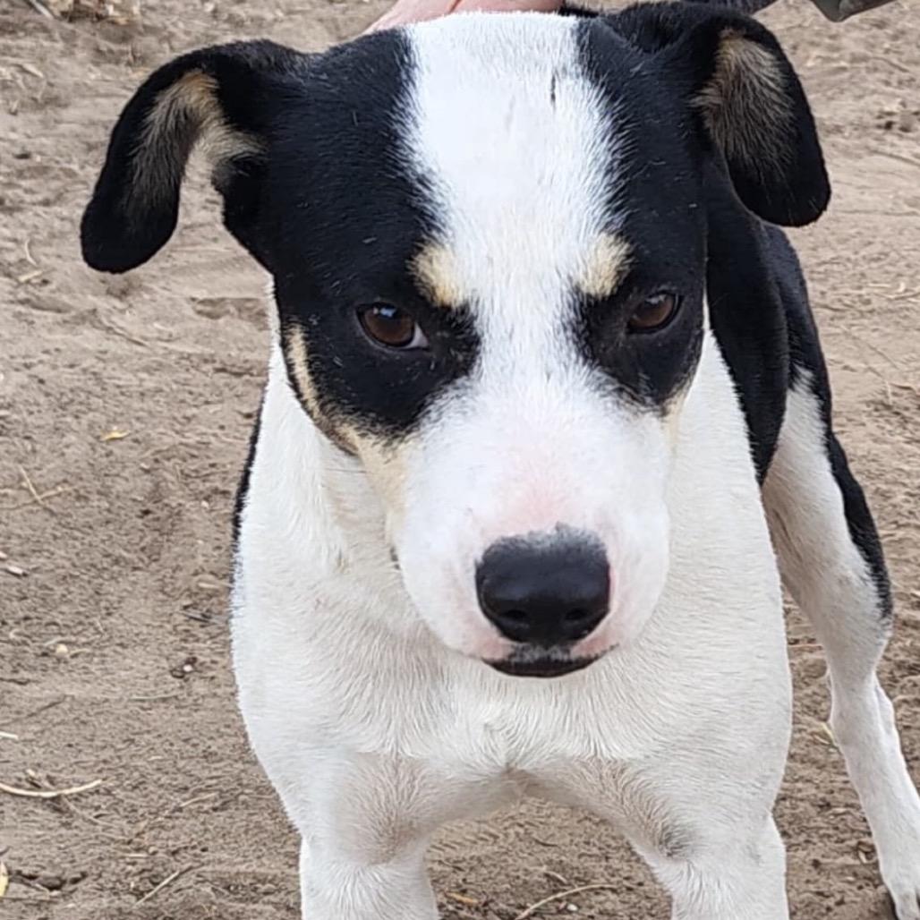Enlarge Kayla, a Adoptable Mixed Breed in Oceanside, NY image 5/6