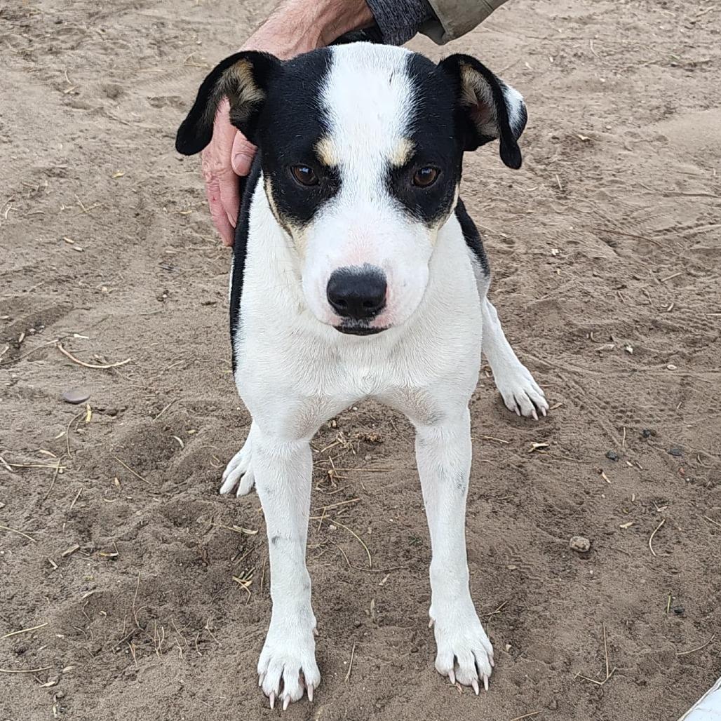 Enlarge Kayla, a Adoptable Mixed Breed in West Islip, NY image 2/6