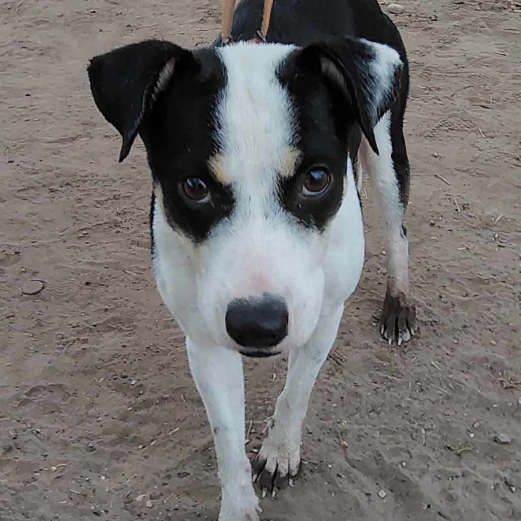 Enlarge Kayla, a Adoptable Mixed Breed in West Islip, NY image 4/6