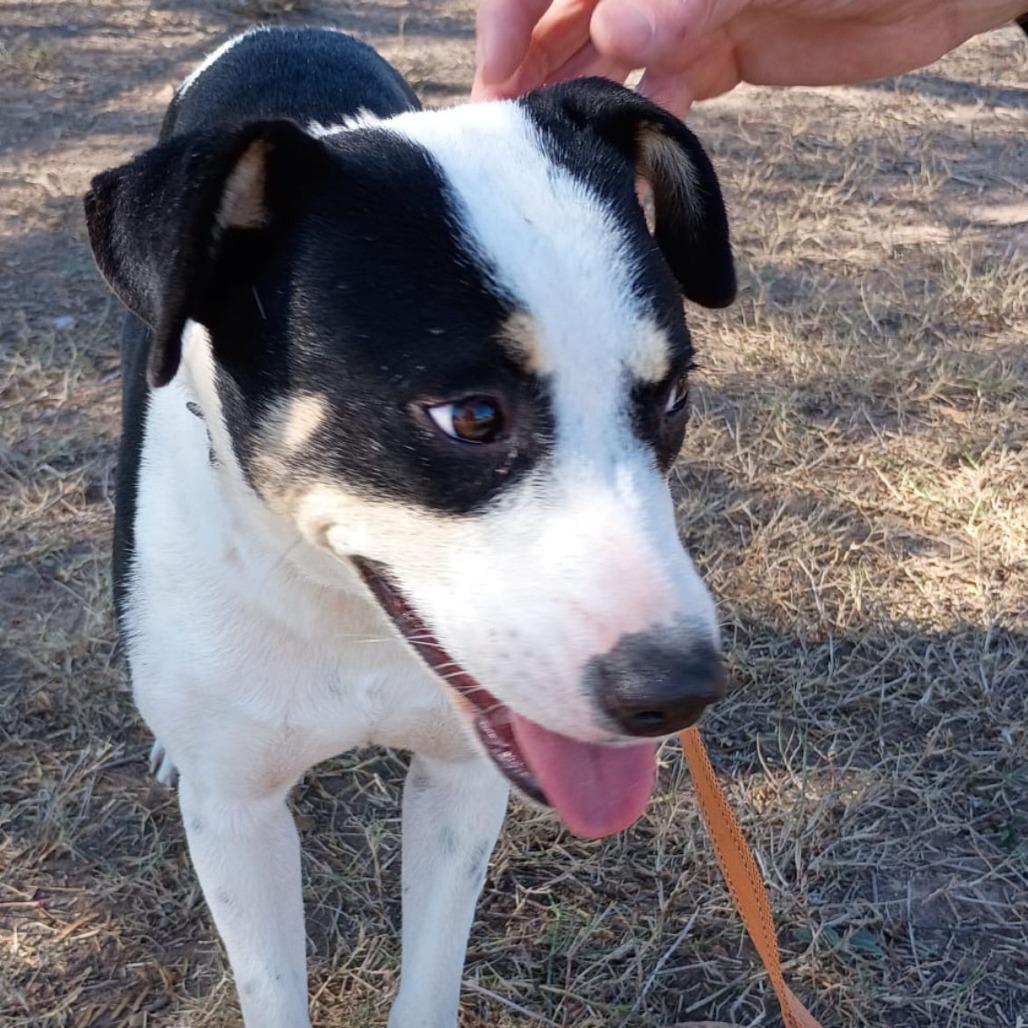 Enlarge Kayla, a Adoptable Mixed Breed in West Islip, NY image 4/6