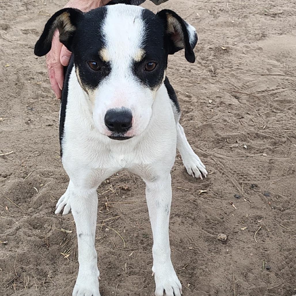 Enlarge Kayla, a Adoptable Mixed Breed in West Islip, NY image 5/6