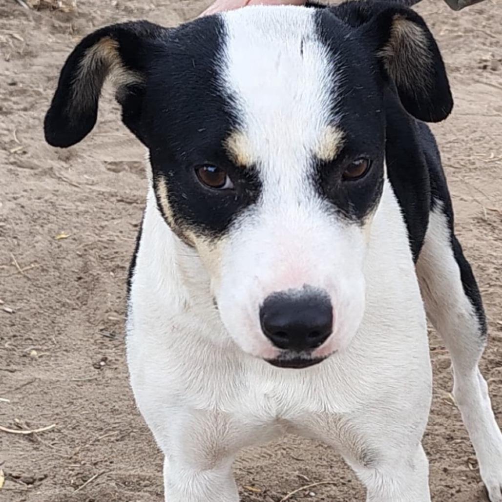 Enlarge Kayla, a Adoptable Mixed Breed in West Islip, NY image 6/6