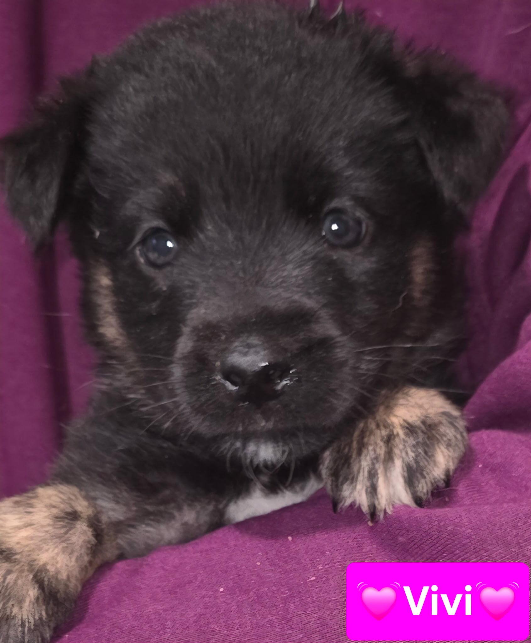 Enlarge Genevieve (Vivi), a Adoptable mixed breed in Cottonwood Heights, UT image 1/5