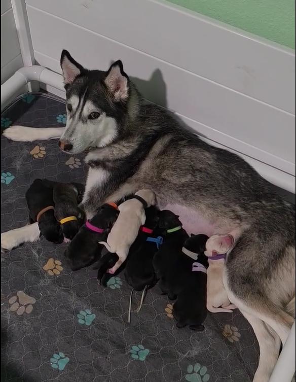 Genevieve (Vivi), Adoptable, Puppy Female Husky & Siberian Husky.