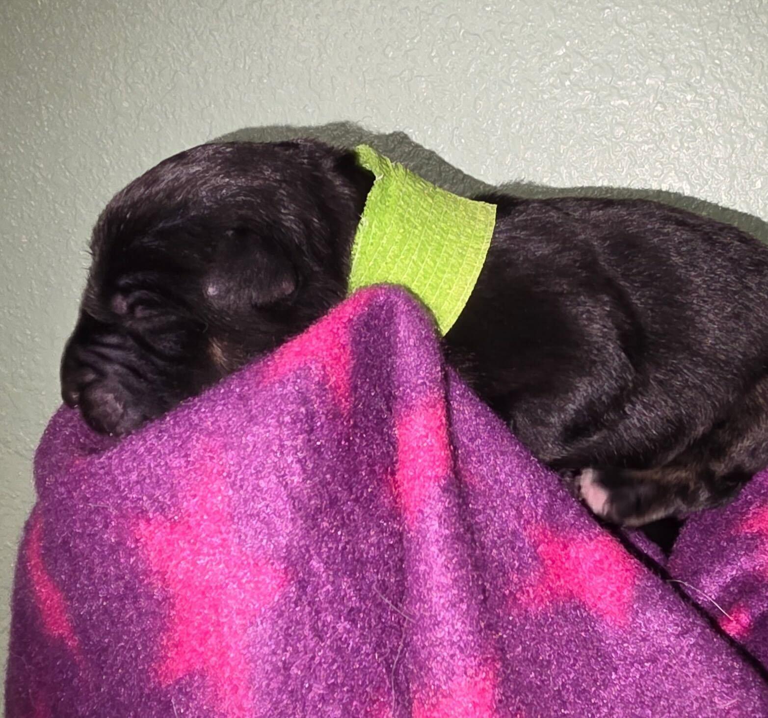 Enlarge Genevieve (Vivi), a Adoptable mixed breed in Cottonwood Heights, UT image 2/2