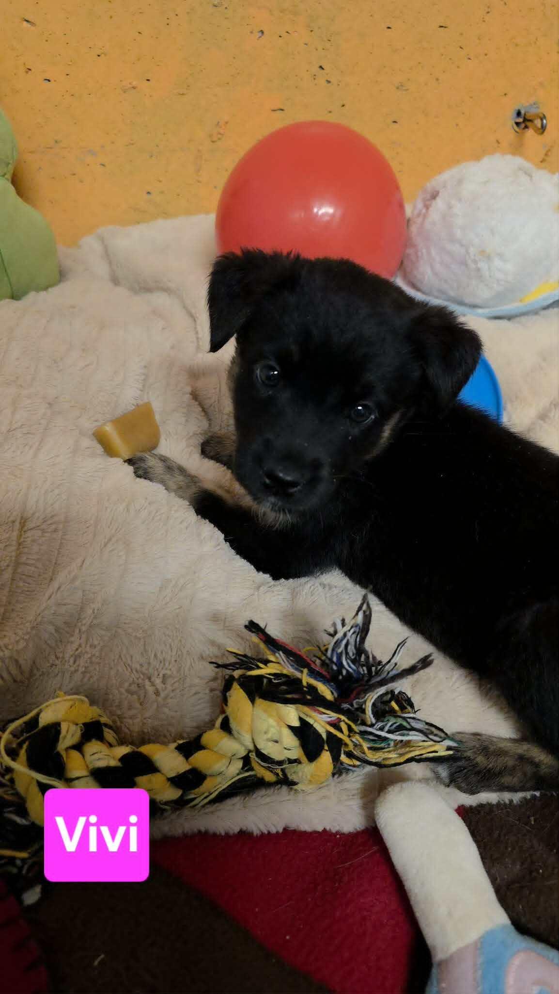 Enlarge Genevieve (Vivi), a Adoptable mixed breed in Cottonwood Heights, UT image 4/5