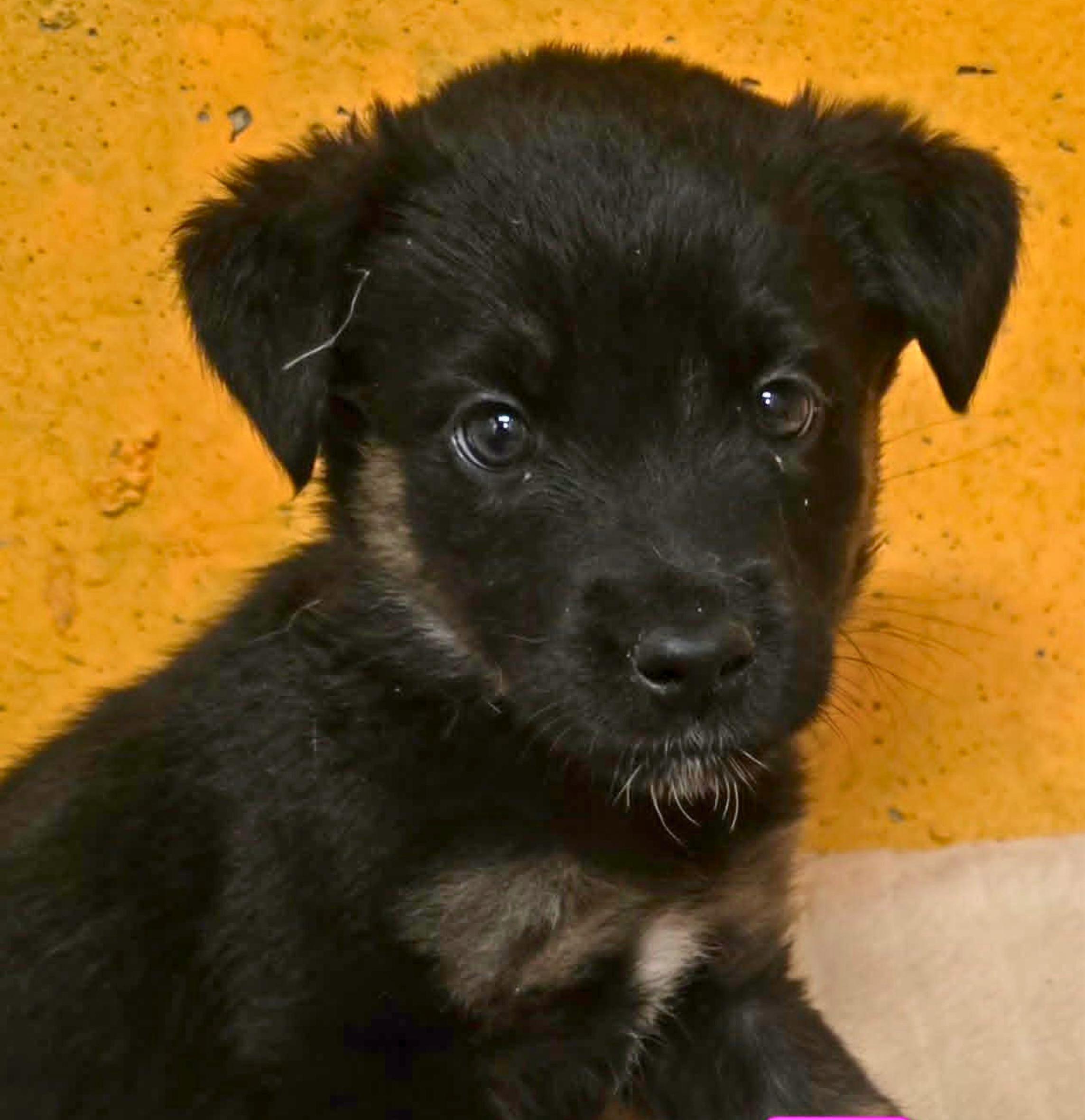 Enlarge Genevieve (Vivi), a Adoptable mixed breed in Cottonwood Heights, UT image 5/5
