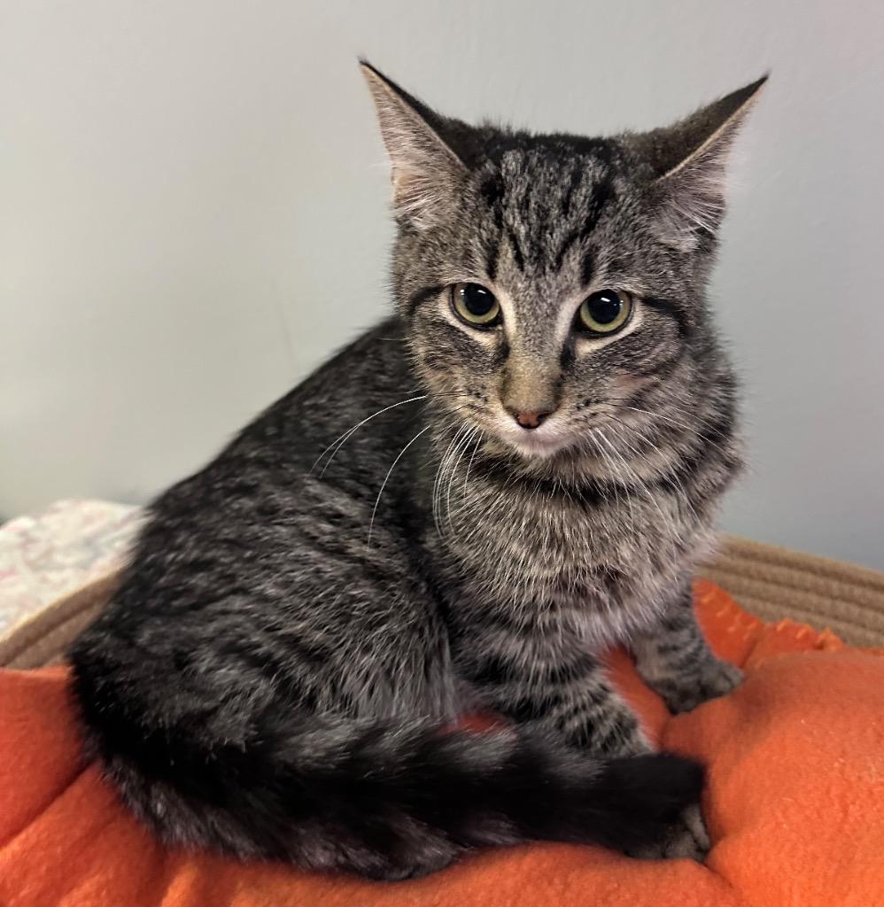 Truett, Adoptable, Young Male Domestic Short Hair.