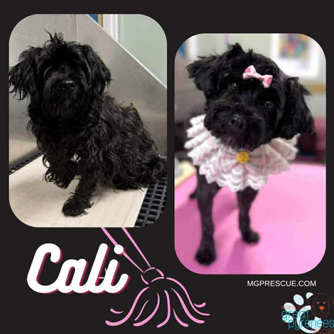 Cali, an adoptable Shih Tzu in New Bothwell, MB, R0A 1C0 | Photo Image 1