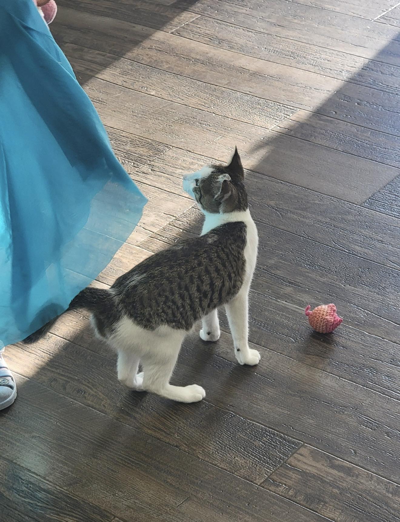 Enlarge Sprout, a ADOPTABLE Domestic Short Hair in Fertile, MN image 3/3