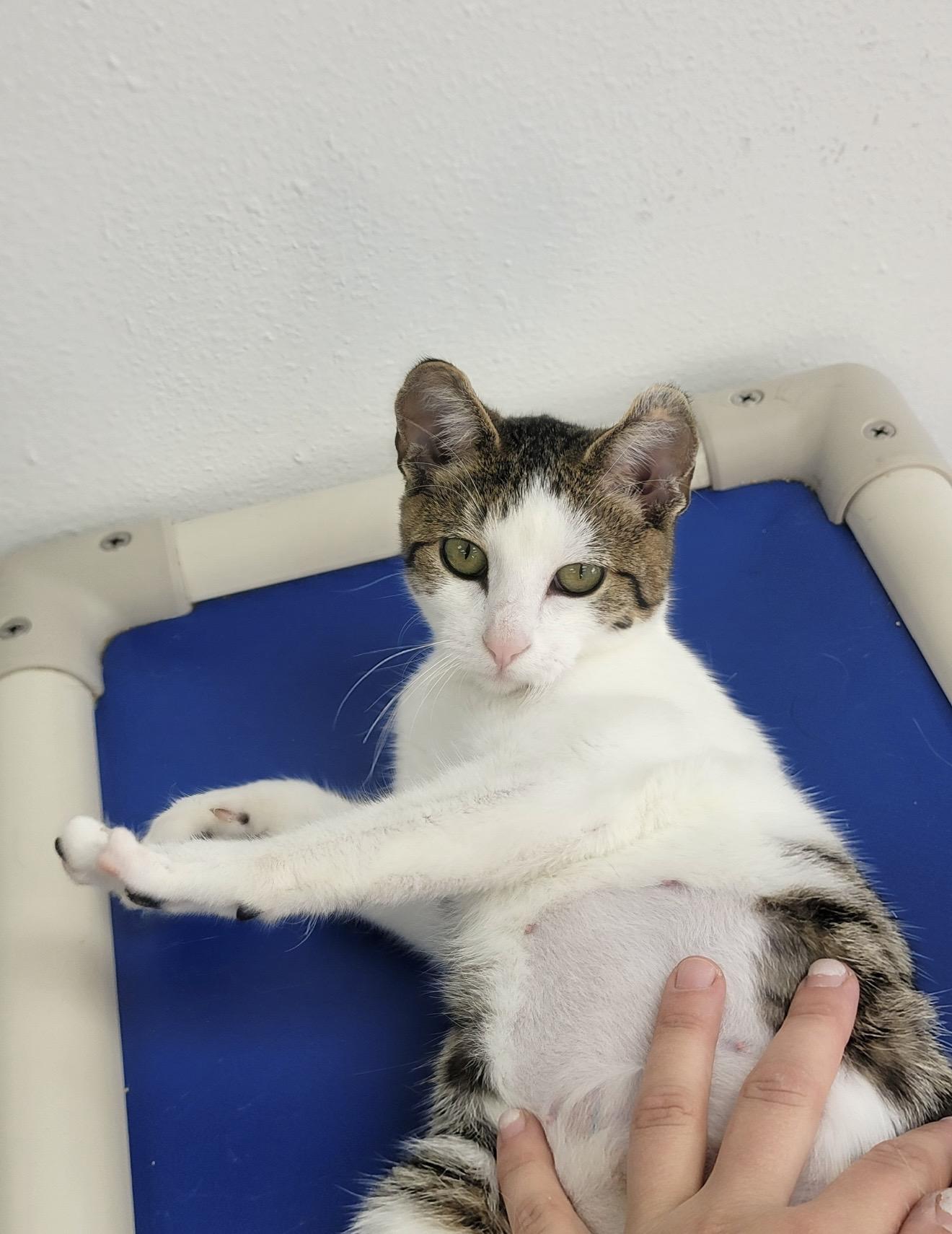 Enlarge Sprout, a ADOPTABLE Domestic Short Hair in Fertile, MN image 2/3