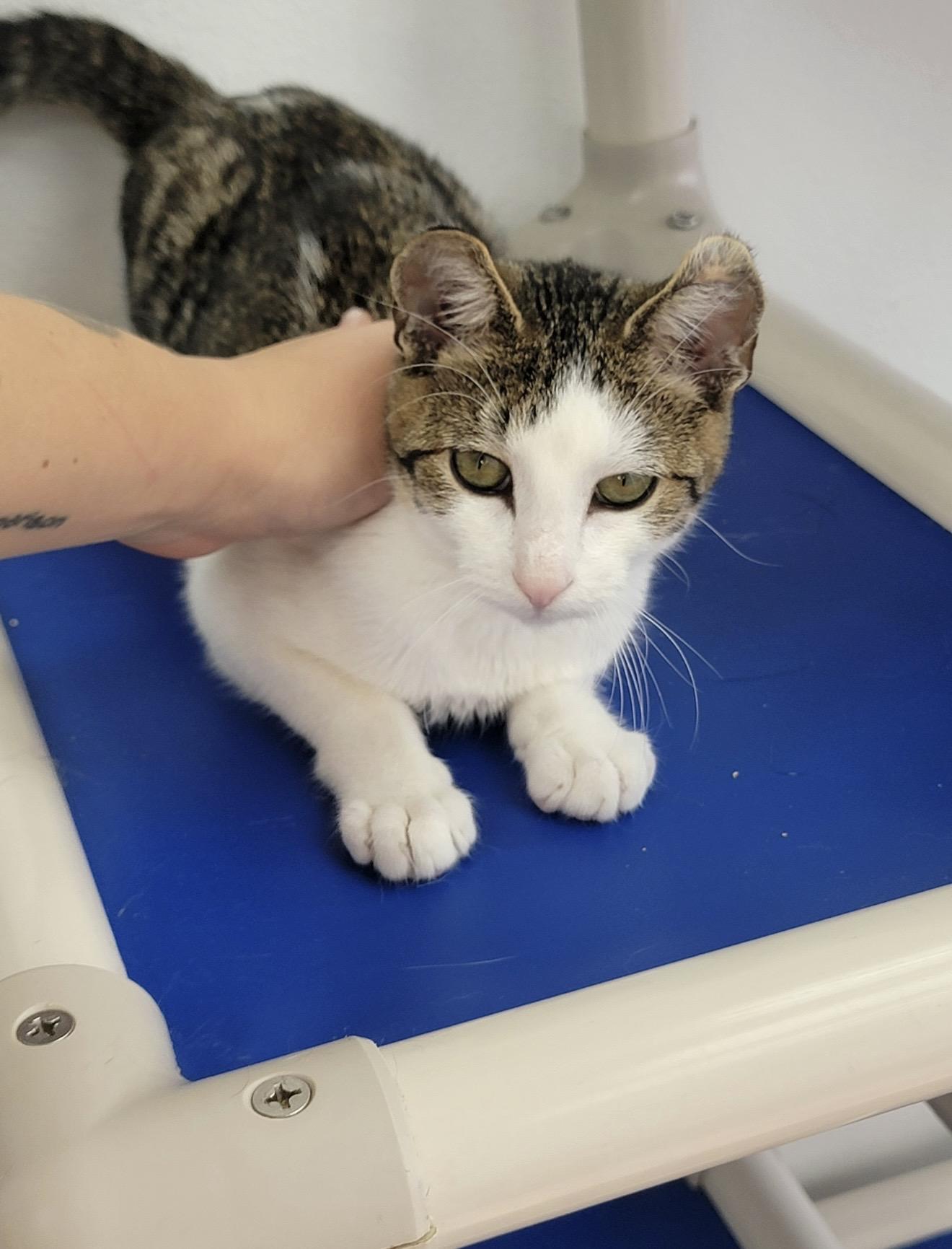 Sprout, ADOPTABLE, Young Female Domestic Short Hair.