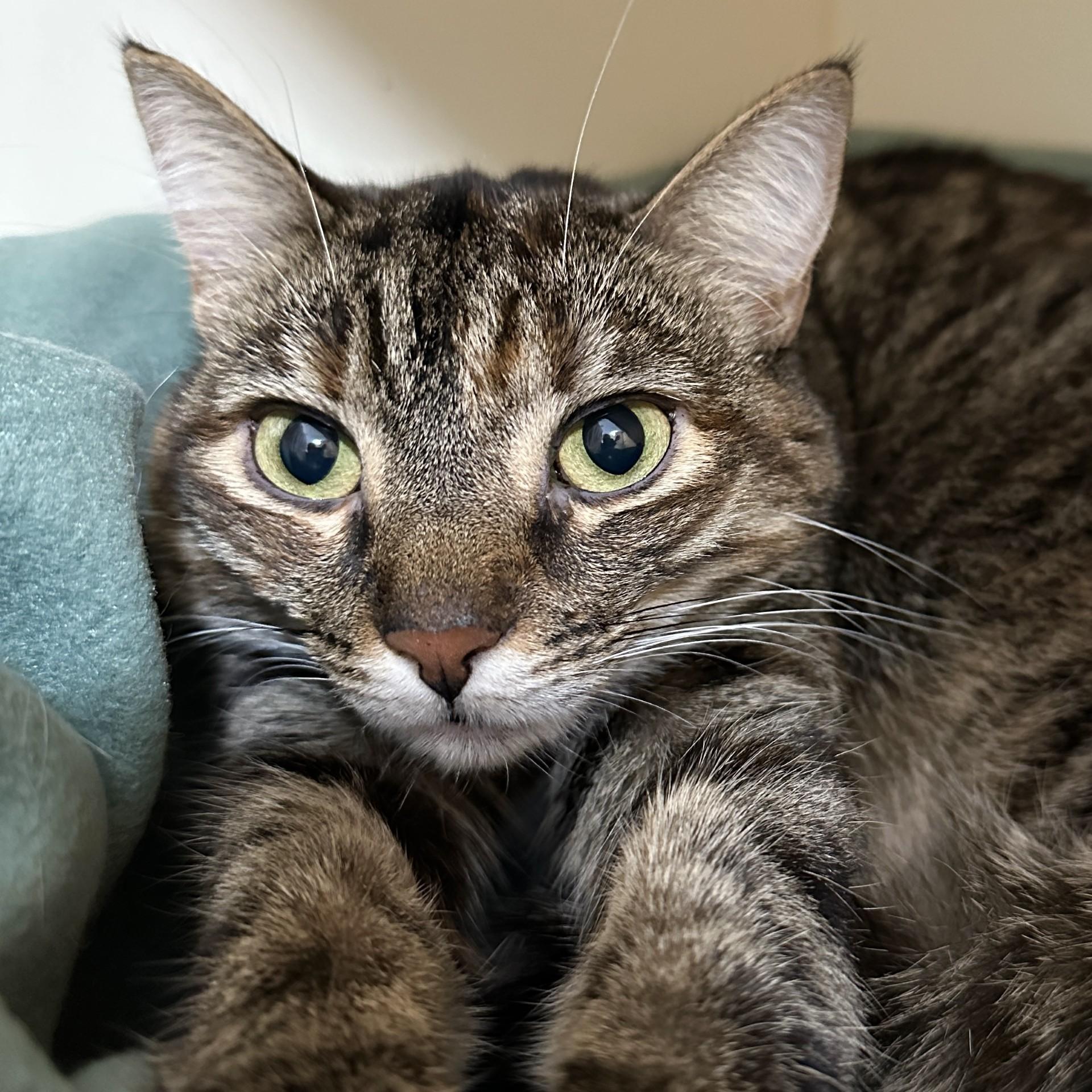 Lynette, a Adoptable Domestic Short Hair in Victor, NY image 1/6