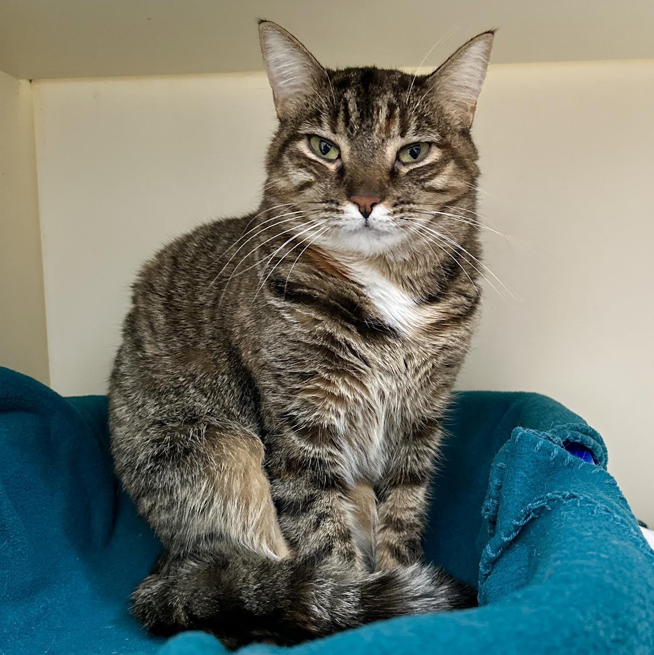 Lynette, a Adoptable Domestic Short Hair in Victor, NY image 3/6