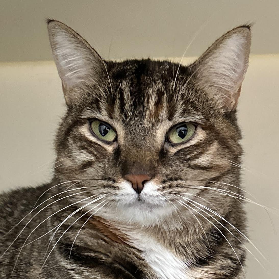 Lynette, a Adoptable Domestic Short Hair in Victor, NY image 6/6