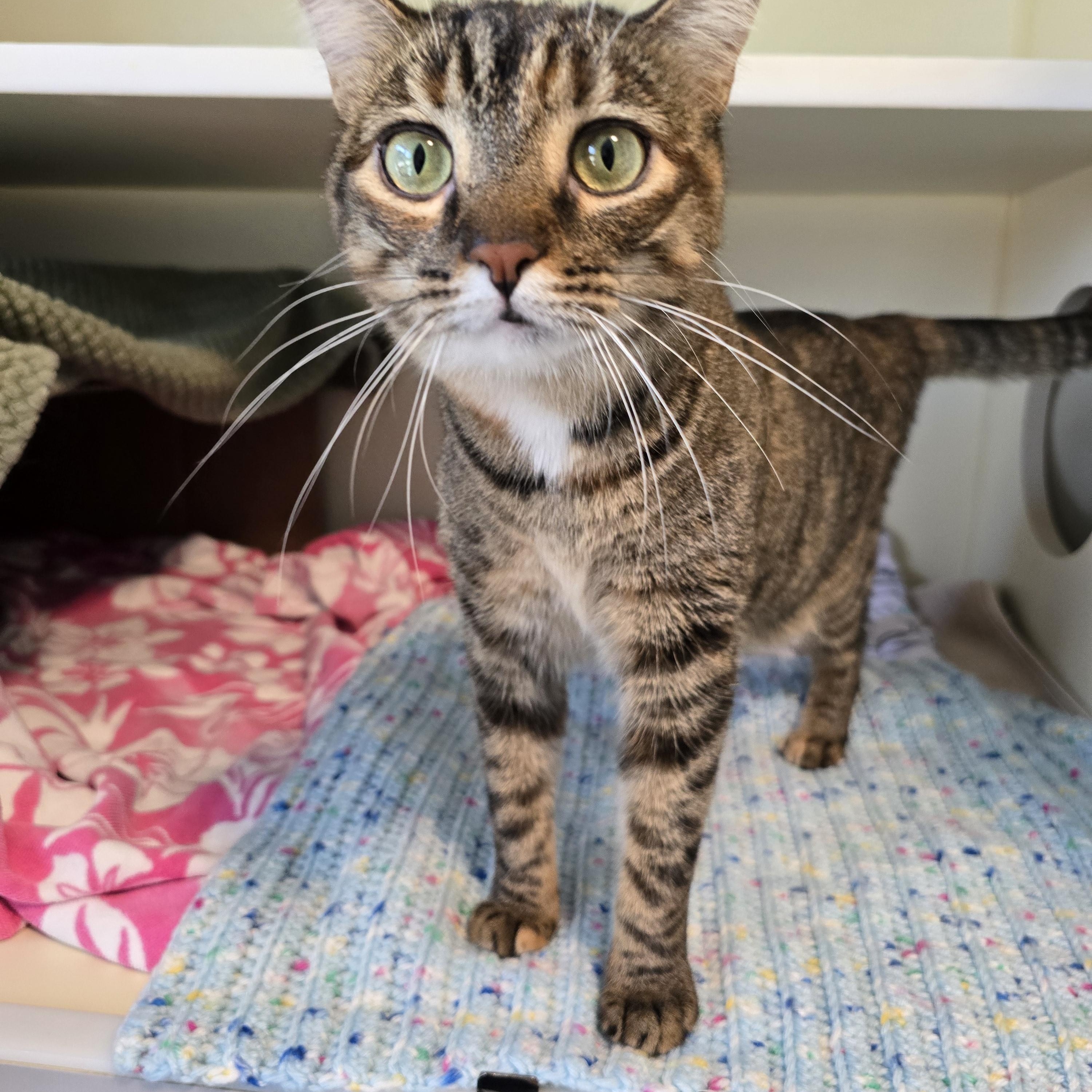 Lynette, a Adoptable Domestic Short Hair in Victor, NY image 5/6