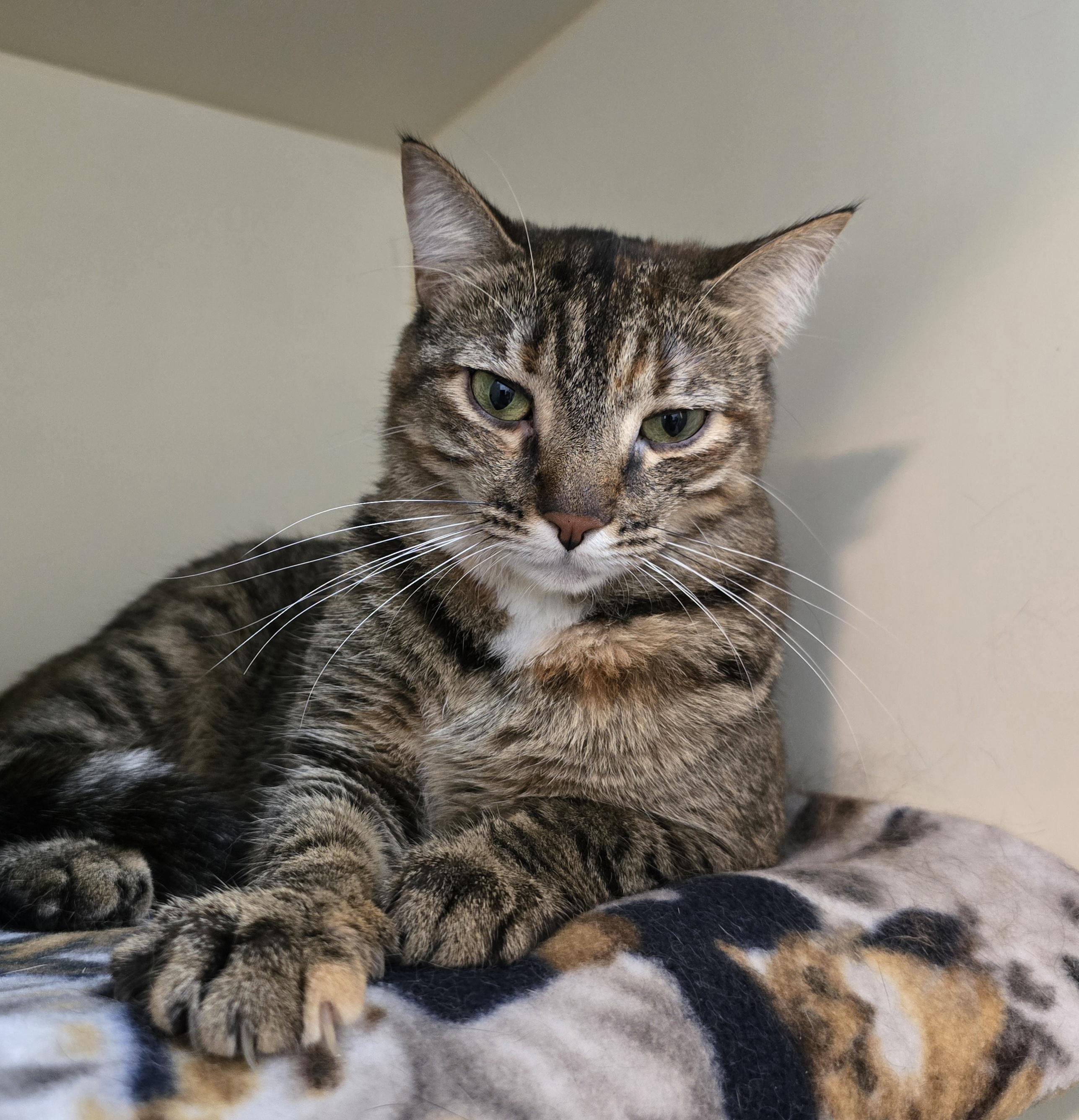 Lynette, a Adoptable Domestic Short Hair in Victor, NY image 2/6