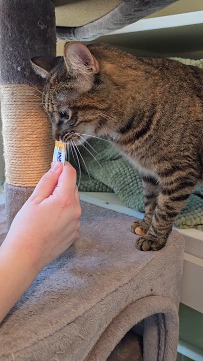 Enlarge Lynette, a Adoptable Domestic Short Hair in Victor, NY video 4/6