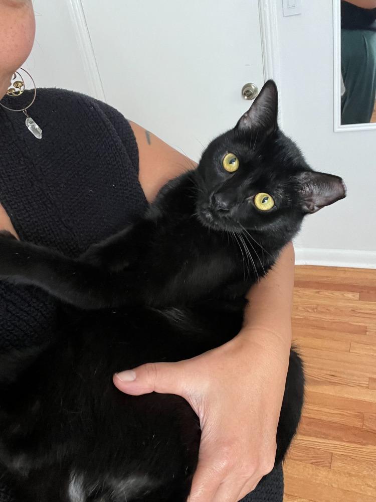 Shadow, adopted, Young Male Domestic Short Hair.