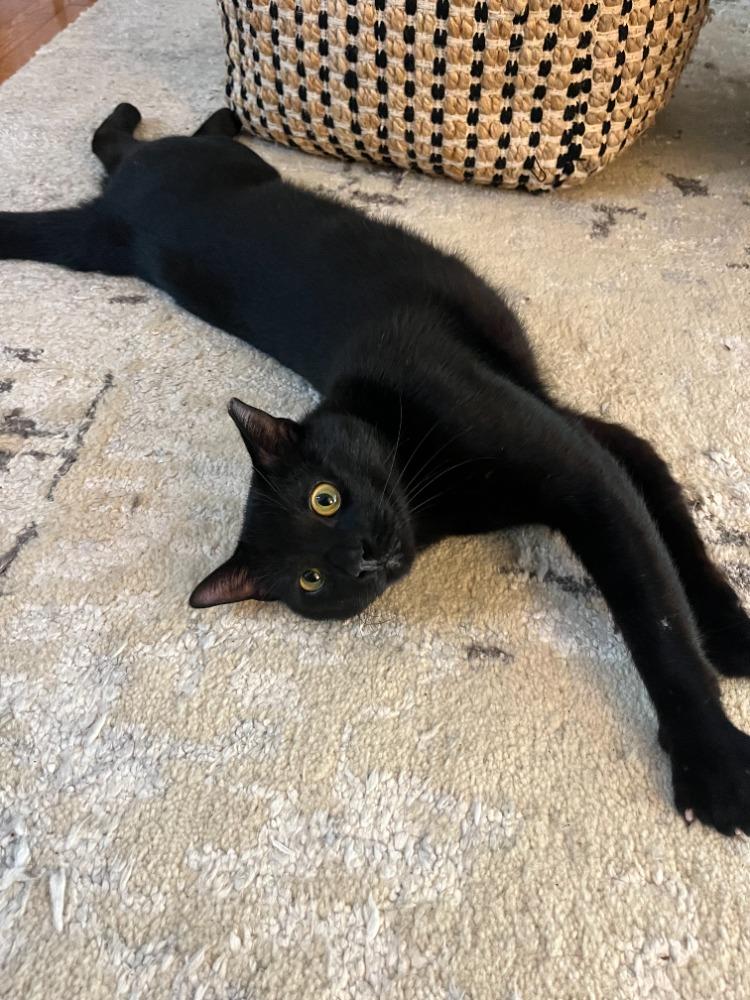 Shadow, an adopted Domestic Short Hair in Boston, MA image 2/3