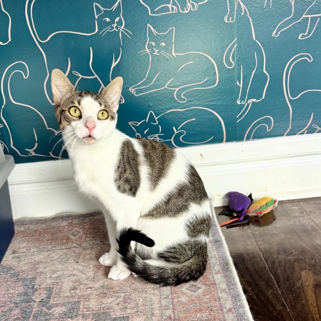 Willy, a Adoptable Domestic Short Hair in New York, NY image 3/5