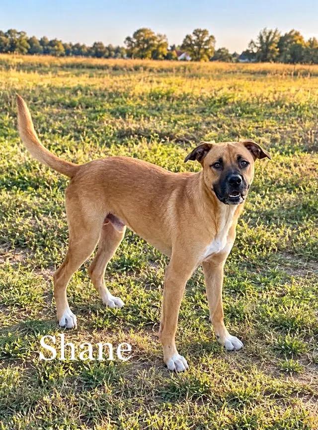 Shane photo