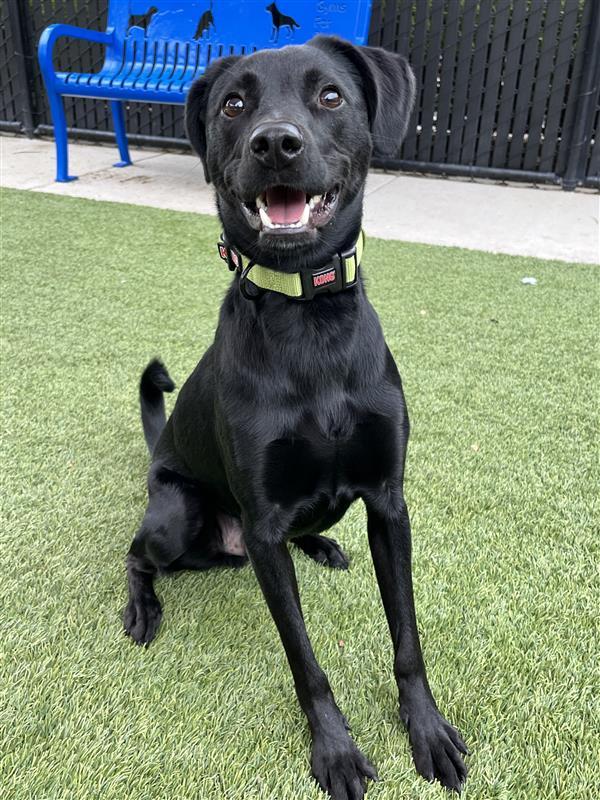 Jack, Adoptable, Adult Male Pointer.