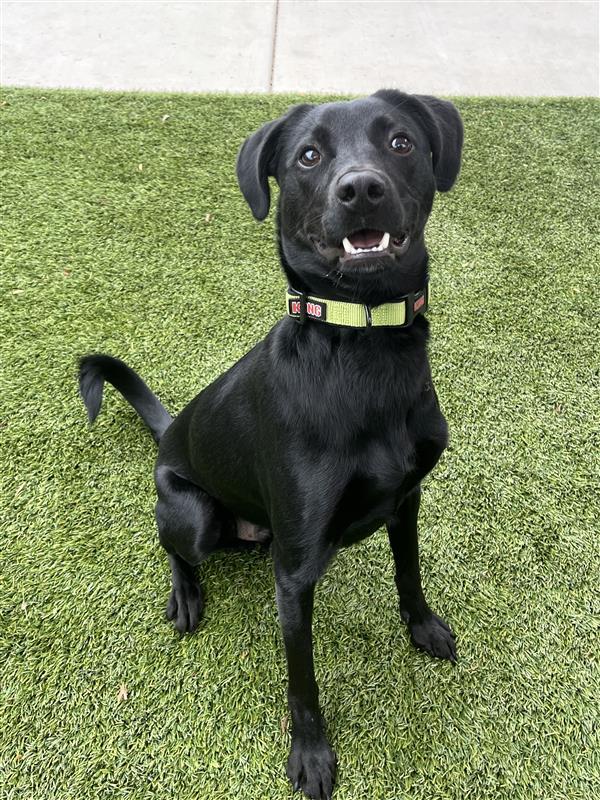 Jack, a Adoptable Pointer in Elk Grove, CA image 2/3