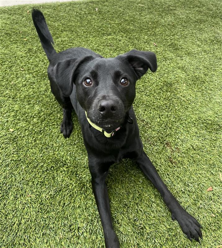 Jack, a Adoptable Pointer in Elk Grove, CA image 3/3