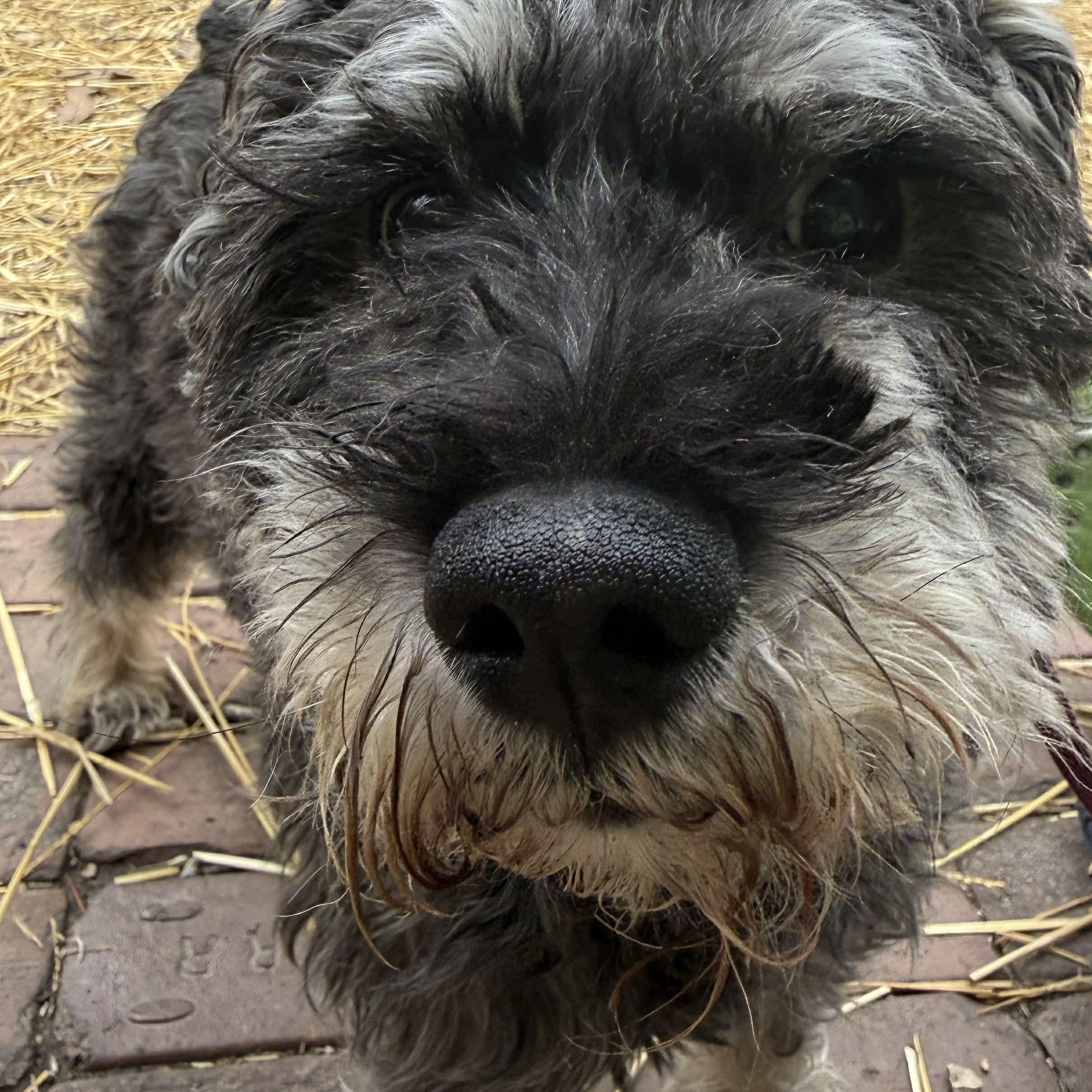 Enlarge Rocco: Sponsor me!, a Adoptable Miniature Schnauzer in Homer Glen, IL image 4/6